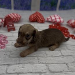 Chocolate Based Cream Wirehair Female - Cream female Dachshund puppy in Killeen, Texas from Southern Dachshunds