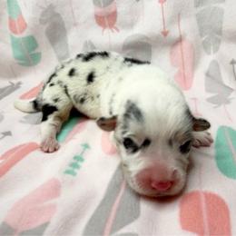 Thistle - Blue merle and white male American Corgi puppy in Scottown, Ohio from Wyndy Ridge Corgis