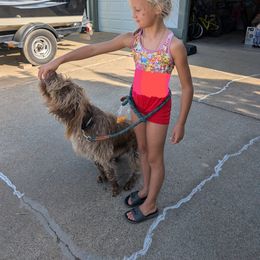 Wirehaired Pointing Griffons from American River Wirehaired Pointing Griffons