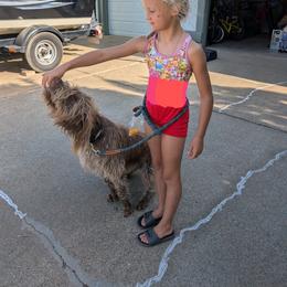 Wirehaired Pointing Griffons from American River Wirehaired Pointing Griffons