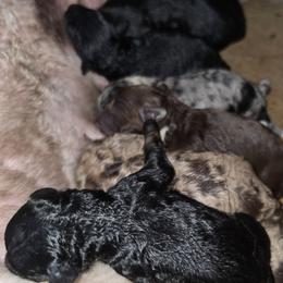 Cashew - Black tri-color male Aussiedoodle puppy in Lithia, Florida from Waterford Doodle Farm
