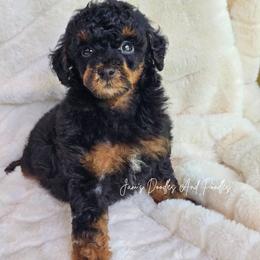 Blaze - Phantom male Poodle puppy in Cleveland, Georgia from Jam's Doodles And Poodles