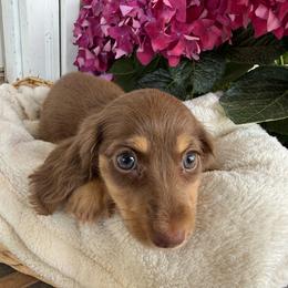 Moon - Chocolate and cream female Dachshund puppy in Ranburne, Alabama from Camdox