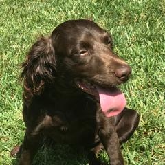 Chewy - Boykin Spaniel