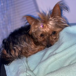 Mamaz - Yorkshire Terrier