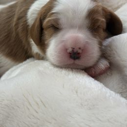 Cavalier King Charles Spaniel Puppies from Storycrest Cavaliers