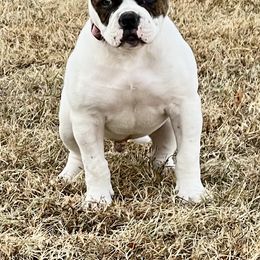 American Bulldog Puppies from Rogue Native Bulldogs
