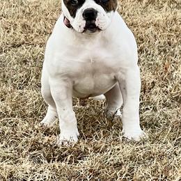 American Bulldog Puppies from Rogue Native Bulldogs