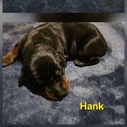 Hank - Black and rust male Doberman Pinscher puppy in Mount Orab, Ohio from Heyne Kennels
