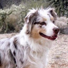 Australian Shepherds from Estes Aussies