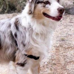Australian Shepherds from Estes Aussies