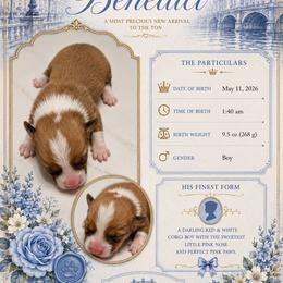 American Corgi Puppies from London Bridge Corgis