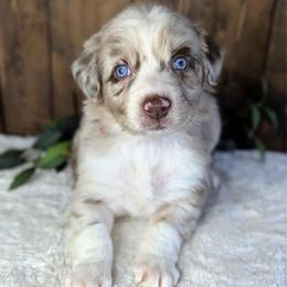 Crimson collar - Red merle male Australian Shepherd puppy in Coulee City, Washington from Mr and Mrs Doodle Farm