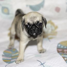 Maisy (pink) - Fawn female Pug puppy in Hereford, Arizona from Broken Road Ranch Pugs