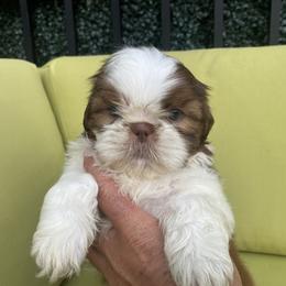 King - Gold and white male Shih Tzu puppy in Troy, Michigan from "Shihtzu Best Friend"
