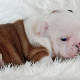 Bulldog Puppies from North Ga Bulldogs