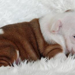 Bulldog Puppies from North Ga Bulldogs