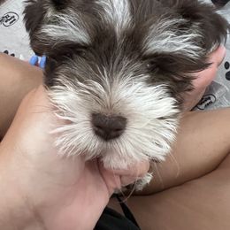 Miniature Schnauzer Puppies from Isla Schnauzers