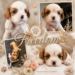 Freedom - Blenheim female Cavalier King Charles Spaniel puppy in Nevada from Heaven Sent Cavaliers