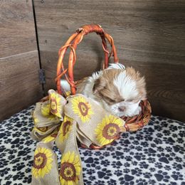 Boy 2 - Liver and white male Shih Tzu puppy in Meadows Of Dan, Virginia from Walt’s Shih Tzus