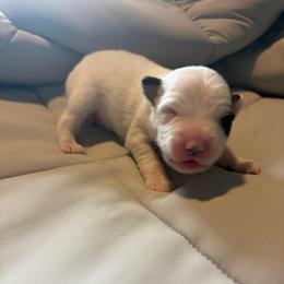 Echo - Black tri male Miniature Australian Shepherd puppy in Weatherford, Texas from F & T Aussies
