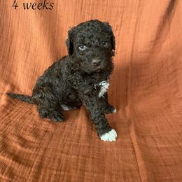 Maple - Brown female Lagotto Romagnolo puppy in Minster, Ohio from 1880 Lagotto