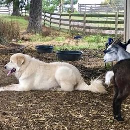 Cam - Great Pyrenees
