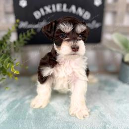 Candy - Parti female Miniature Schnauzer puppy in Hockley, Texas from Dixieland Miniature Schnauzers