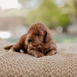 Goldendoodle and Sheepadoodle Puppies from Red River Goldendoodles