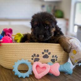 Malachite - Black and red male German Shepherd puppy in Windsor, South Carolina from Sinister Shepherds