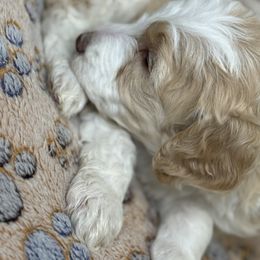 Assorted Doodle Crosses Puppies from LaiCi Doodles