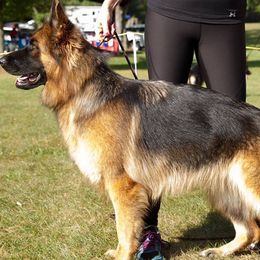 German Shepherds from Vom Sturmjäger