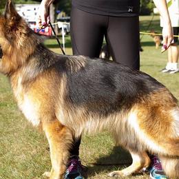 German Shepherds from Vom Sturmjäger
