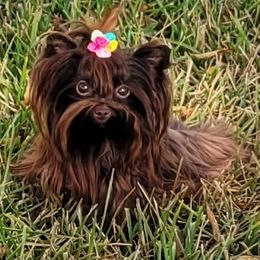 Gypsy - Liver female Yorkshire Terrier puppy in Buda, Texas from BIOLA'S YORKIES