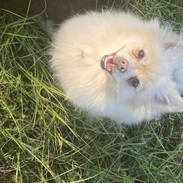 Winter  - Pomeranian