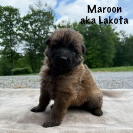 Maroon AKA Lakota - Bi-color female German Shepherd puppy in Terra Alta, West Virginia from Shepherd Country Farm and Kennels
