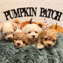 Maltipoo puppies from Sugar Plum Puppies
