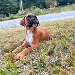 Girl 2 - Fawn female Boxer puppy in Prestonsburg, Kentucky from Bre’s Boxers