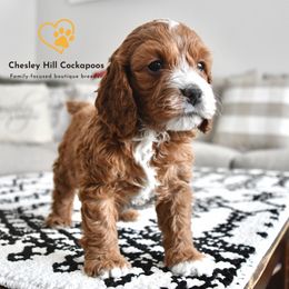 Cockapoo Puppies from Chesley Hill Cockapoos