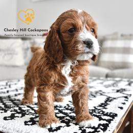 Cockapoo Puppies from Chesley Hill Cockapoos