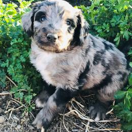 Aussiedoodle Puppies from Arena Valley Acres LLC
