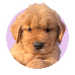 Light Purple - Dark golden Golden Retriever puppy in Lakeville, Massachusetts from Platinum Golden Retrievers