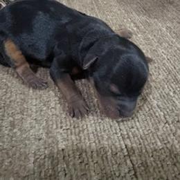 VELMA - Black and gold female Yorkshire Terrier puppy in Hammond, Louisiana from Holy Terriers Yorkies