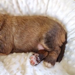 Bernedoodle and Bernese Mountain Dog Puppies from KEE Bernedoodles