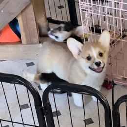 Puppy #4 - Red Pembroke Welsh Corgi puppy in Tehachapi, California from Shenanigans Ranch