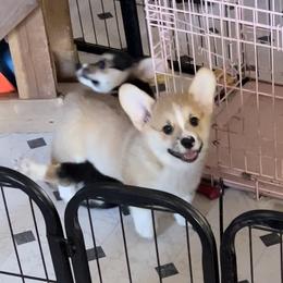 Puppy #4 - Red Pembroke Welsh Corgi puppy in Tehachapi, California from Shenanigans Ranch