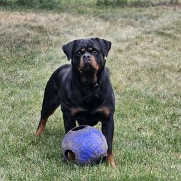 Mazy - Rottweiler