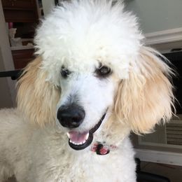 Poodles from Just Poodles