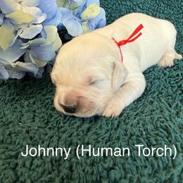 Johnny - Light golden male Golden Retriever puppy in Conroe, Texas from Tails of Cypress