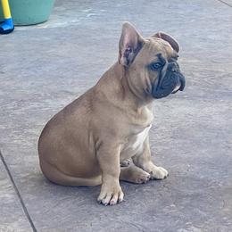 Thumper - Blue fawn male French Bulldog puppy in Perris, California from Queenbeebullies